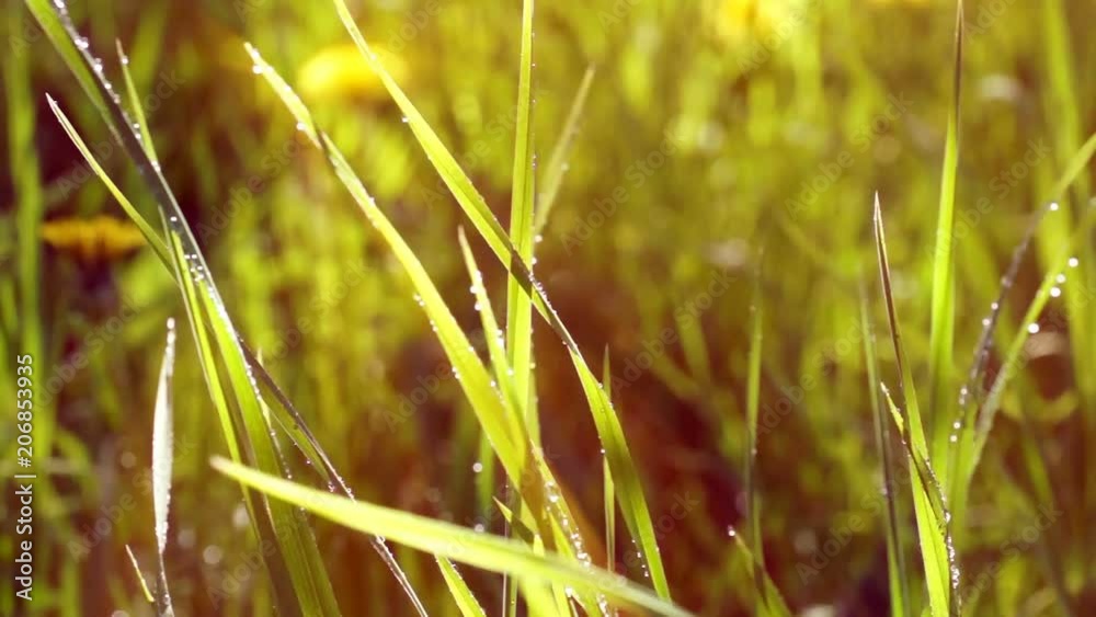 sunset green grass rain drops the sun is shining sunset green grass rain drops the sun is shining