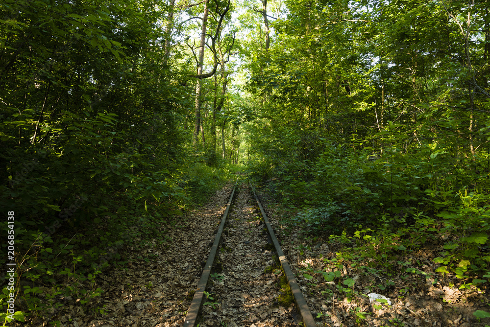 Fototapeta premium Alte Schienen im Wald, Totes Gleis im Wald, Bahnschienen im Wald, verlassene Bahnanlage im Wald