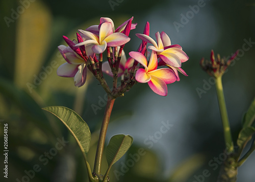 frangipani flowers (plumeria) close-up on tree background