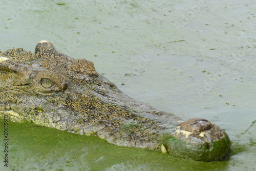 close up of salt water crocodile.