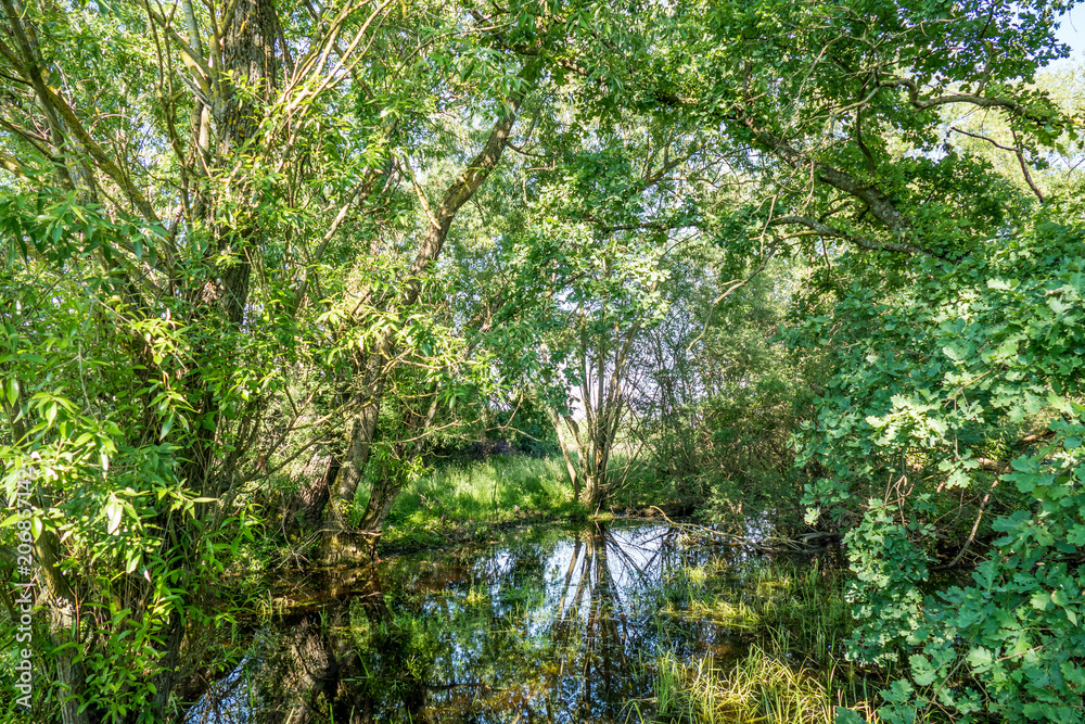 Naklejka premium Spiegellung in stehendem Gewässer