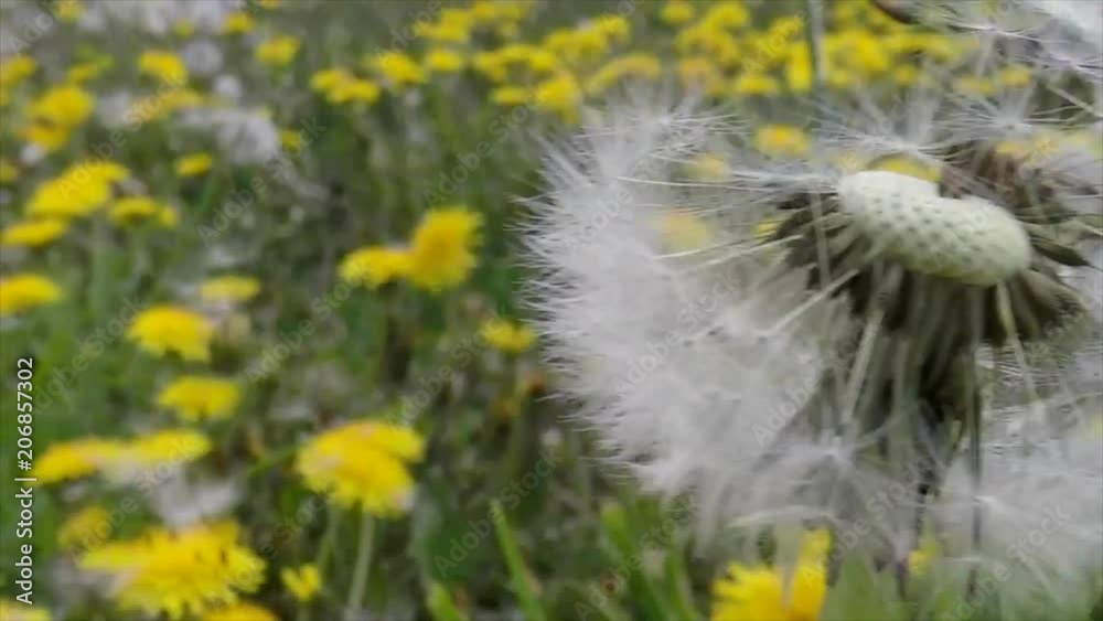 Dandelions seeds blowing away from stem in a field of dandelions. Dandelions seeds blowing away from stem in a field of dandelions.
