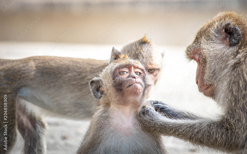 Monkey, old, baby, baby monkey, smiling monkey, camera, monkey at the temple, Khao Takiab tourist friendly,monkey rim light,Reflective Monkey Hair Monkey, old, baby, baby monkey, smiling monkey, camera, monkey at the temple, Khao Takiab tourist friendly,monkey rim light,Reflective Monkey Hair