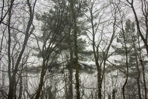 Snowfall in the sub-tropical deciduous forest photo