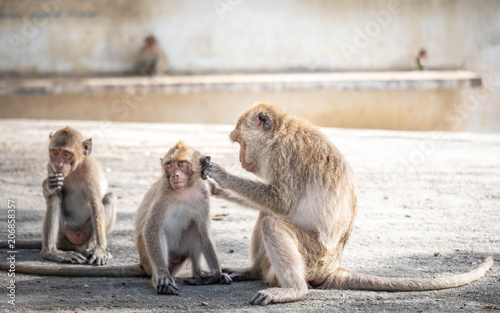 Monkey, old, baby, baby monkey, smiling monkey, camera, monkey at the temple, Khao Takiab tourist friendly,monkey rim light,Reflective Monkey Hair