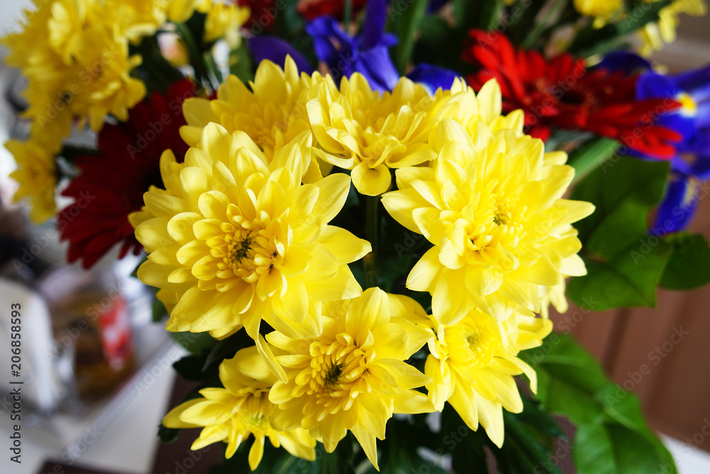 Yellow chrysanthemum flowers Yellow chrysanthemum flowers