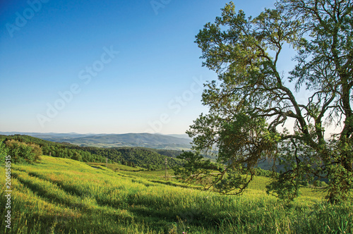 Panoramic view of fields, hills and trees at sunset in the Tuscan countryside. An unbelievable and traditional region in the center of the Italian Peninsula. Located in the Tuscany region 