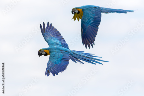 Tropical birds in flight. Blue and yellow Macaw parrots flying.