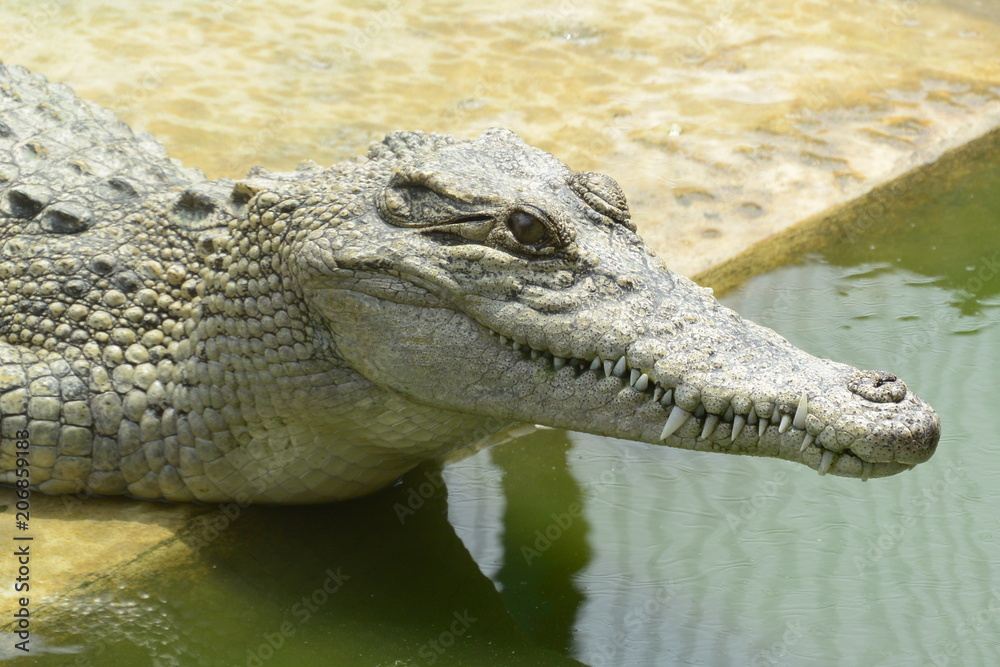 Fototapeta premium close of of fresh water crocodile.