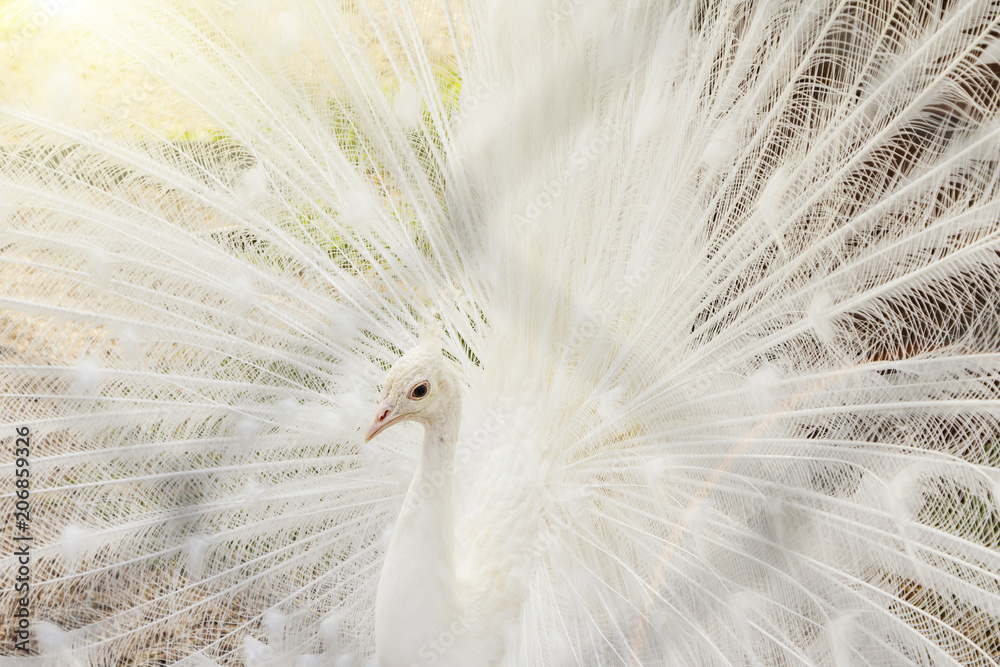 Naklejka premium Close-up of beautiful white peacock with feathers out.