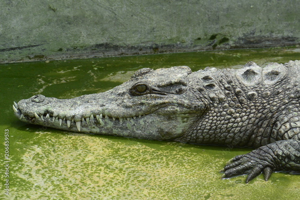 Obraz premium close of of fresh water crocodile.