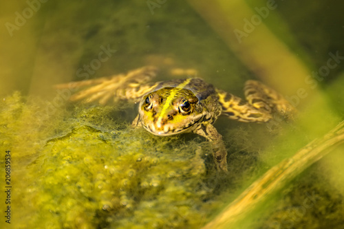common water frog in a pond