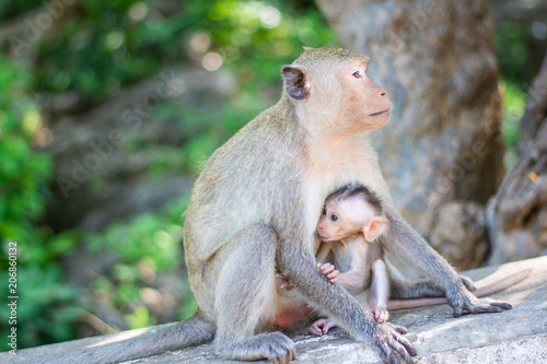 baby monkey in hug her mother mammal animal © hooyah808