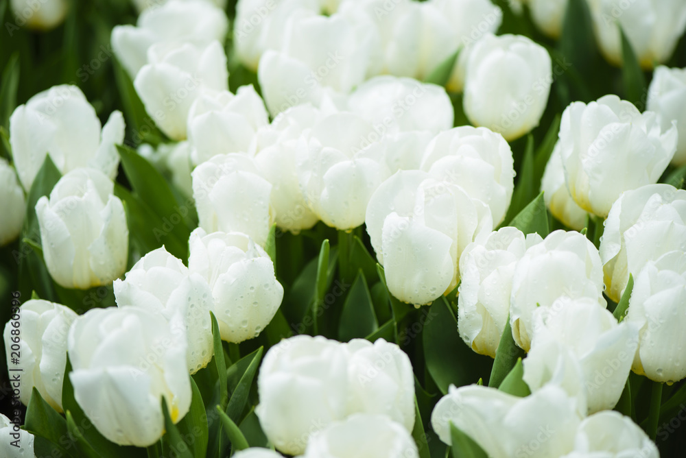 Fototapeta premium Beautiful white tulips flowerbed closeup. Flower background.