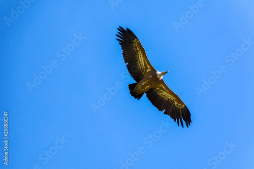 Eagle flying with a blue sky