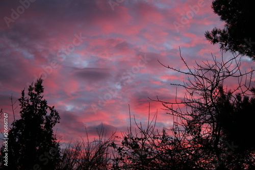 Landscape view of rippled evening night time sunset sky of pink and blue ruppled cloud with black branches of trees silhoetted against the changing light of the sky photo