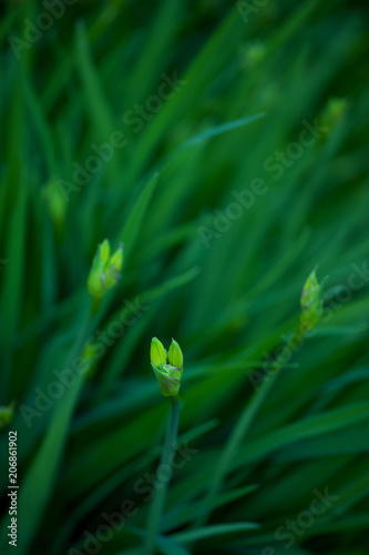 Background of day-lily with buds