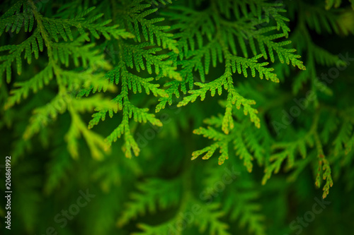 Green background with branches of thuja