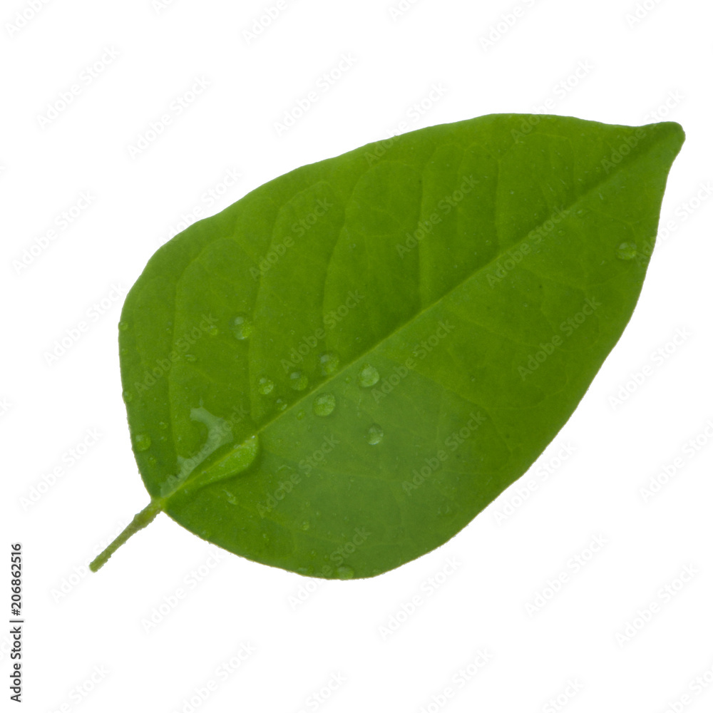 leaf of carambola (starfruit) with water drops isolated leaf of carambola (starfruit) with water drops isolated