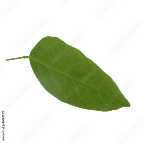 leaf of carambola (starfruit) isolated