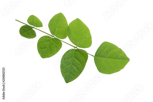 branch with green leaves of carambola isolated