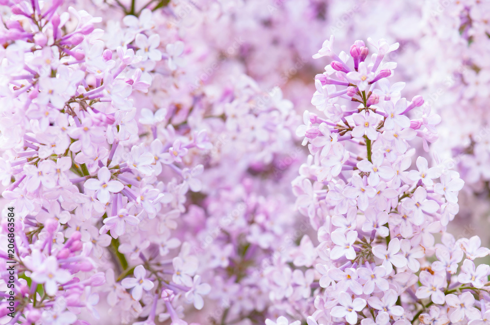 Flowering tender lilac in the soft morning light