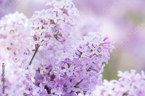 Flowering tender lilac in the soft morning light