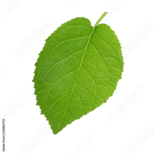 fresh green leaf of kiwi isolated on white background