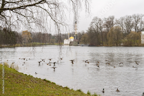 Wildlife with Chesme Column in background, Tsarskoe Selo, St Petersburg, Russian Federation photo