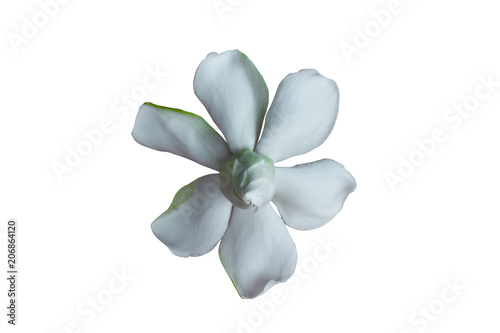 Gardenia flower on white background