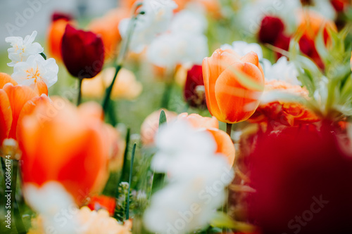 Tulpenbeet
