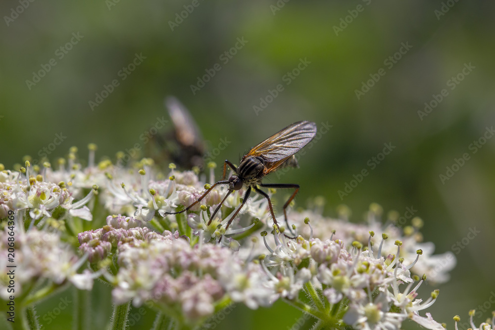 robber fly, empis tesselata feeding on cow parsley flower heads for nectar on a sunny day, scotland.