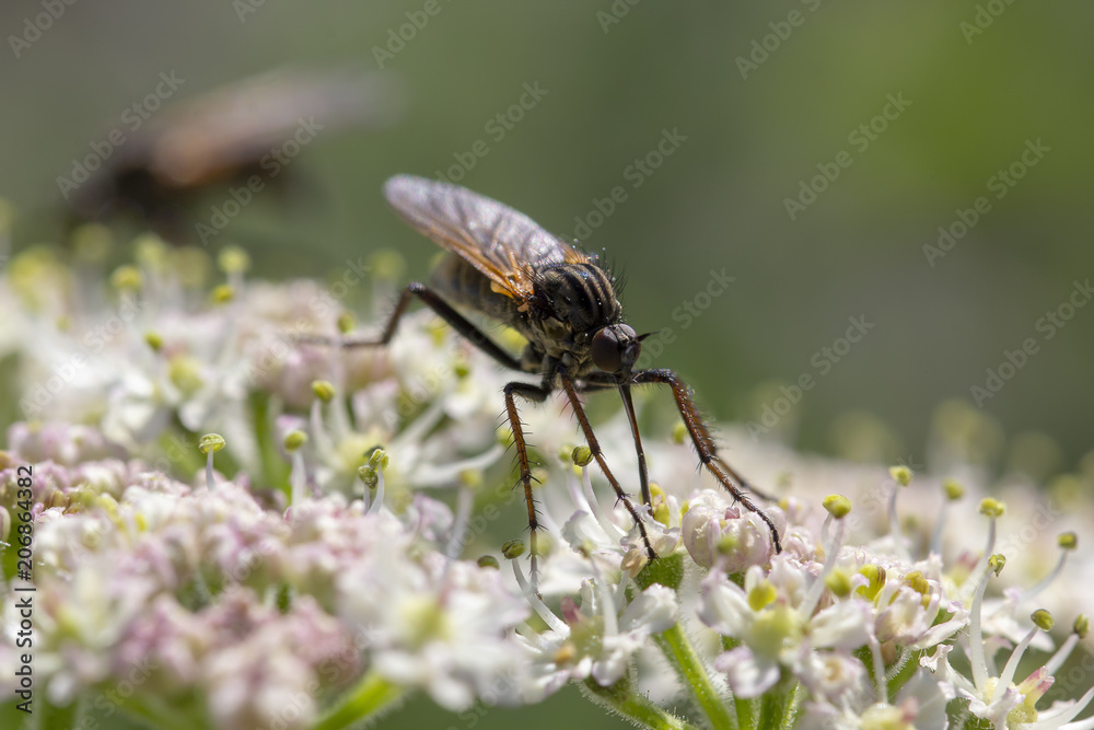 robber fly, empis tesselata feeding on cow parsley flower heads for nectar on a sunny day, scotland. robber fly, empis tesselata feeding on cow parsley flower heads for nectar on a sunny day, scotland.