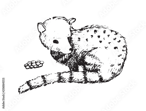 Kopi Luwak Civet vector coffee beans creator asia palm animal Bali Indonesia tree hand made sketch style illustration