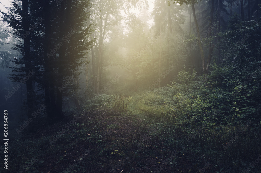misty natural forest path on rainy day misty natural forest path on rainy day