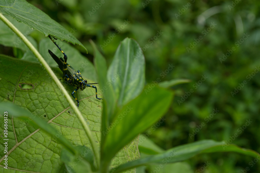 wild nature wild nature