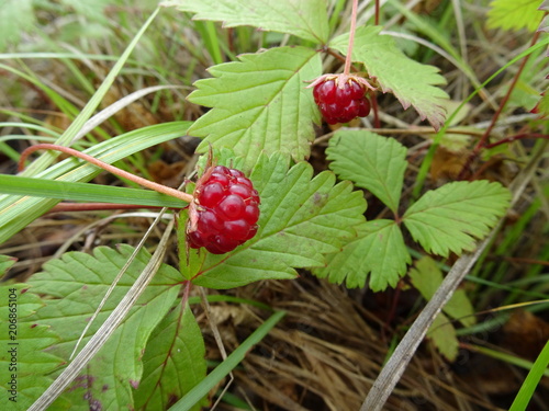 Berry picking - Rubus arcticus