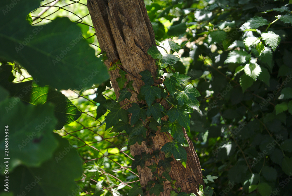 Obraz premium vecchia asse di legno