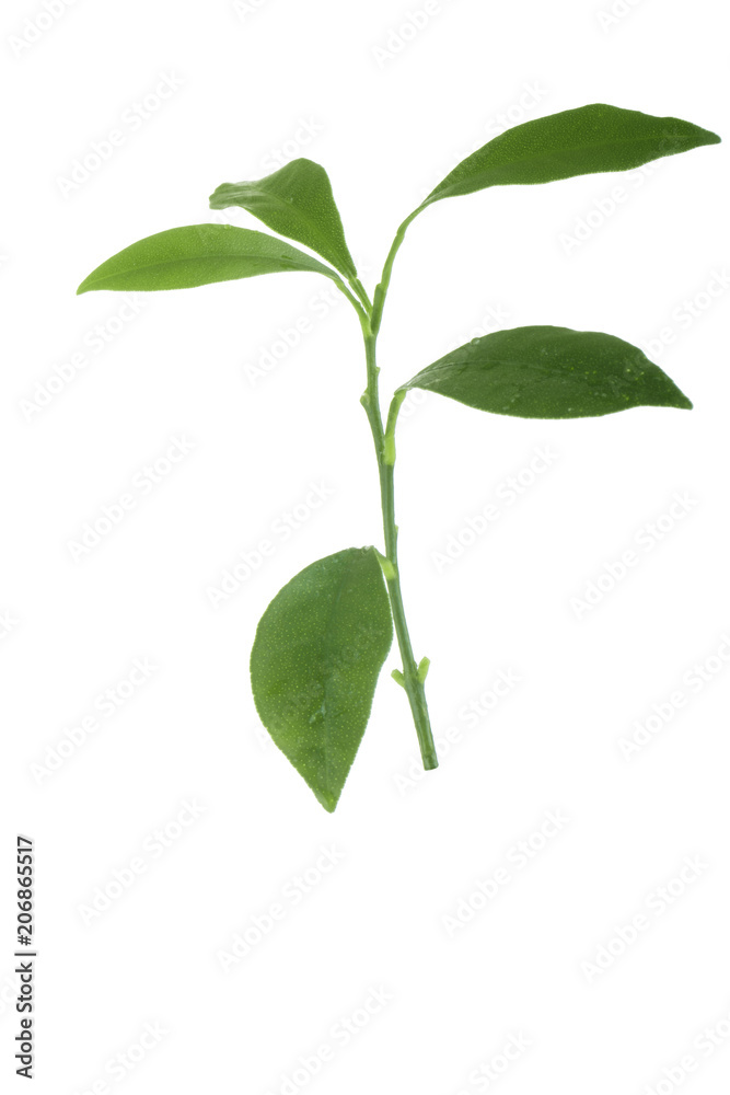 Fototapeta premium branch of green leaves of kumquat isolated
