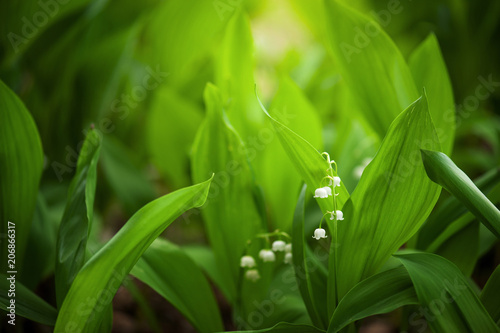 Leaves and flowers of lily-of-the-valley in the garden
