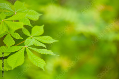 Nature background with branch of chestnut