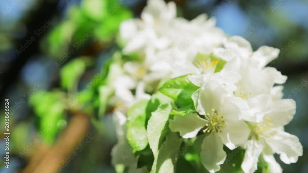 Blossoming apple tree in Sunny spring weather. The very beautiful flower on which a drop of water Blossoming apple tree in Sunny spring weather. The very beautiful flower on which a drop of water