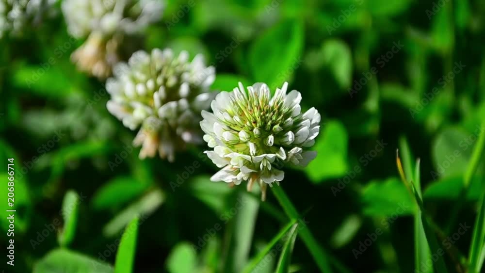 Trifolium repens, white clover, flower Trifolium repens, white clover, flower