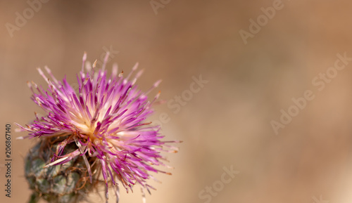 Purple flower in summer, close-up