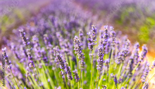 Close-up of a lavender meadow