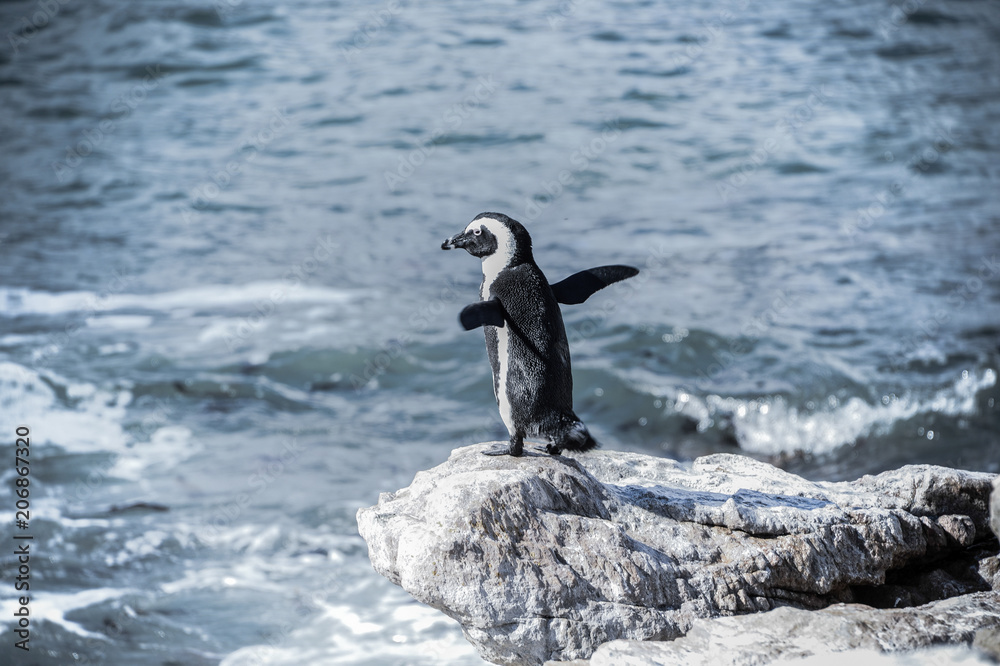 Fototapeta premium Manchot du Cap en Afrique du Sud