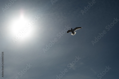 The sun and the Seagull hovering over the boat.