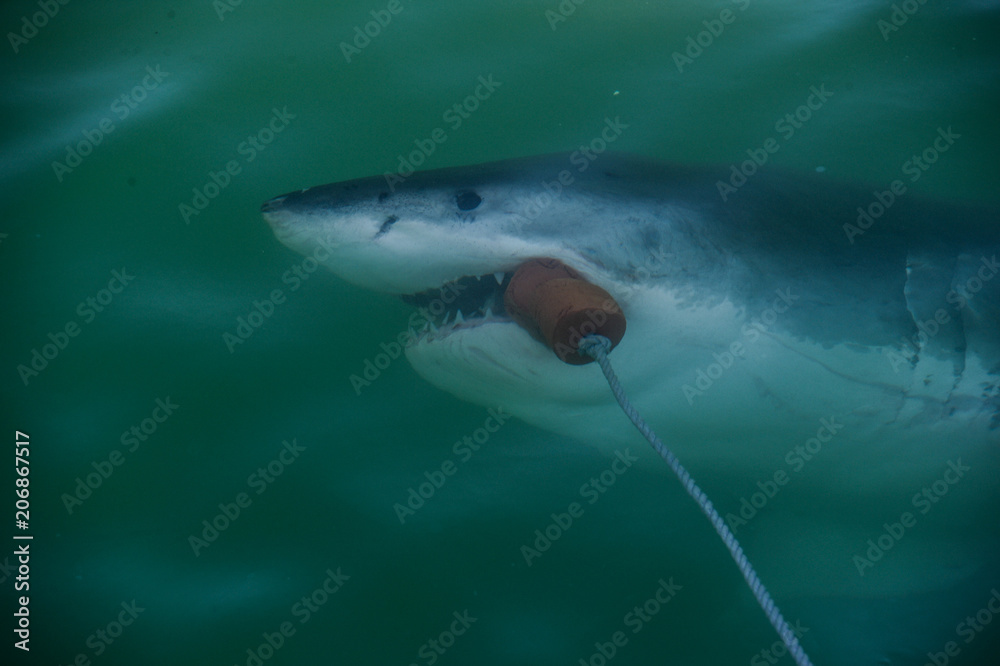 Fototapeta premium Grand Requin Blanc en Afrique du Sud