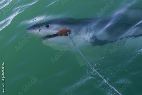 Grand Requin Blanc en Afrique du Sud