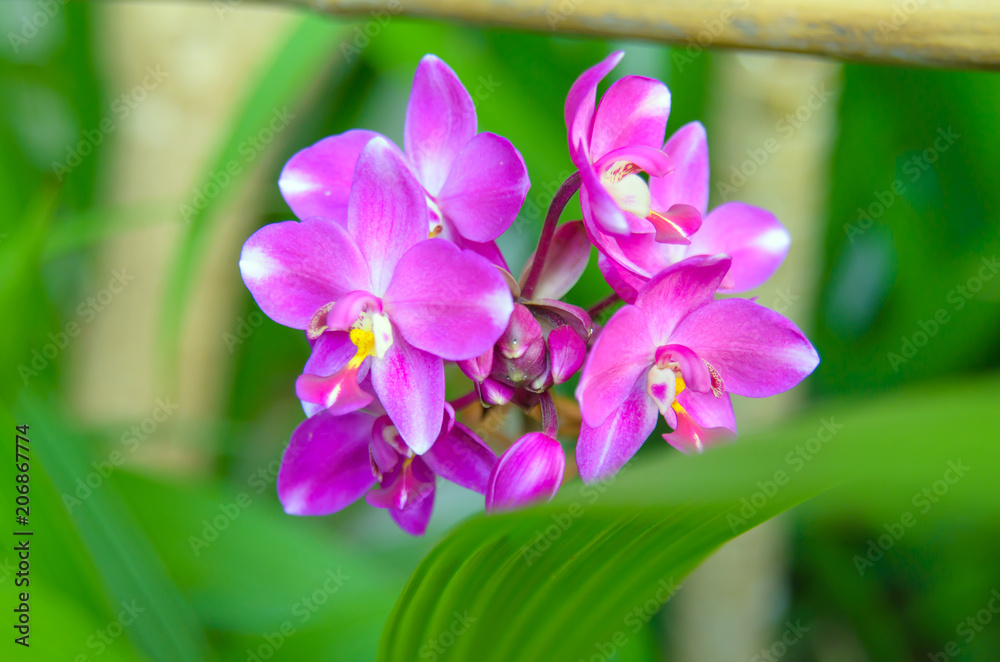 Ground orchid flower Ground orchid flower